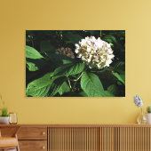 36"x24" Panicle Hydrangea Leinwanddruck (Insitu (Wohnzimmer))