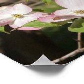 36"x24" Pink Dogwood Poster (Ecke)