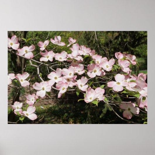 36"x24" Pink Dogwood Poster (Vorne)