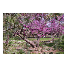 36"x24" Redbud and Pine Fotodruck