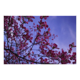 36"x24" Rosa Dogwood Fotodruck