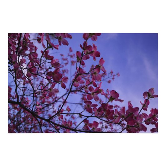 36"x24" Rosa Dogwood Fotodruck (Vorne)