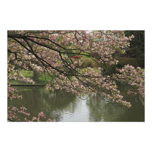 36"x24" Rosa Dogwood Fotodruck (Vorne)
