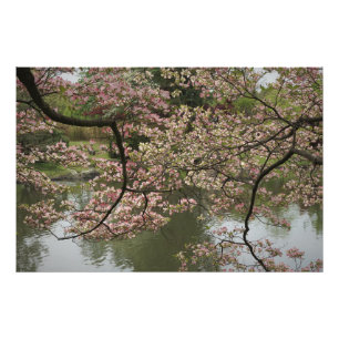 36"x24" Rosa Dogwood Fotodruck