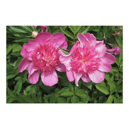 36"x24" Rosa Peonies Fotodruck (Vorne)