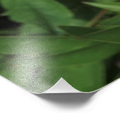 36"x24" Rosa Peonies Fotodruck (Ecke)