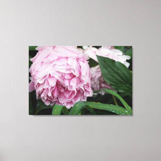 36"x24" Rosa Peony Leinwanddruck (Vorderseite)