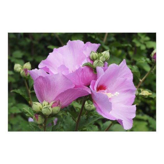 36"x24" Rose of Sharon Fotodruck (Vorne)