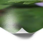 36"x24" Rosen von Sharon Fotodruck (Ecke)