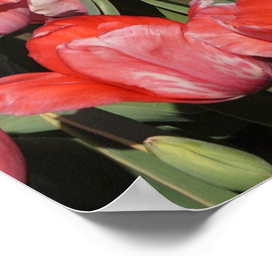 36"x24" Rote Tulips Poster (Ecke)