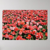 36"x24" Rote Tulips Poster (Vorne)