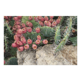 36"x24" Spitzenpear Fotodruck