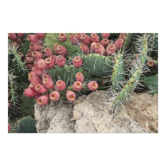 36"x24" Spitzenpear Fotodruck (Vorne)