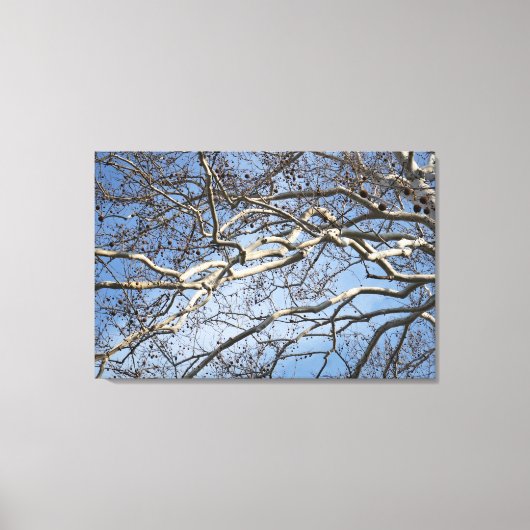 36"x24" Sycamore Branches Leinwanddruck (Vorderseite)