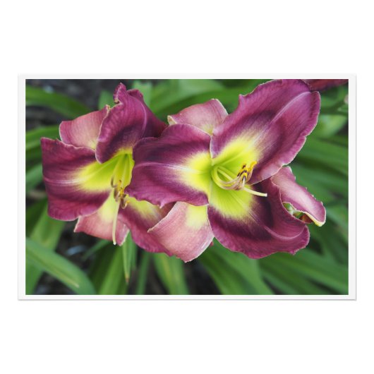 36"x24" Taglilien Fotodruck (Vorne)