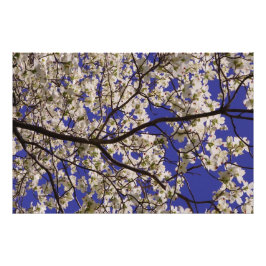 36"x24" Weißes Dogwood Fotodruck