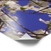 36"x24" Weißes Dogwood Fotodruck (Ecke)