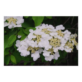 36"x24" Weißes Viburnum Fotodruck