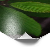 36"x24" Weißes Viburnum Fotodruck (Ecke)