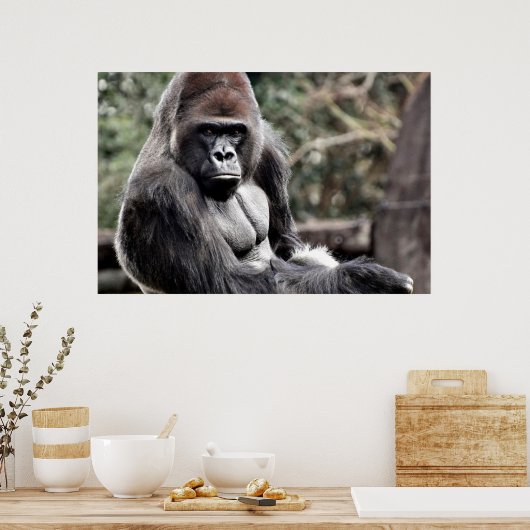 36 X 24 GORILLA PREMIUM LEINWAND GLOSS POSTER (Küche)
