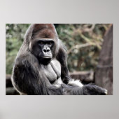 36 X 24 GORILLA PREMIUM LEINWAND GLOSS POSTER (Vorne)