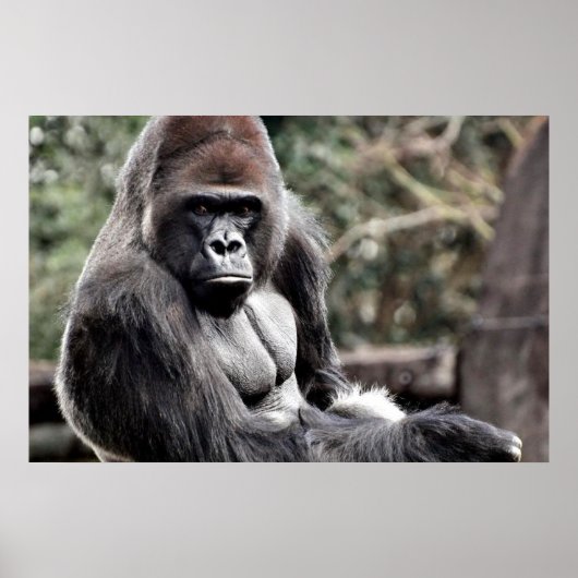 36 X 24 GORILLA PREMIUM LEINWAND GLOSS POSTER (Vorne)