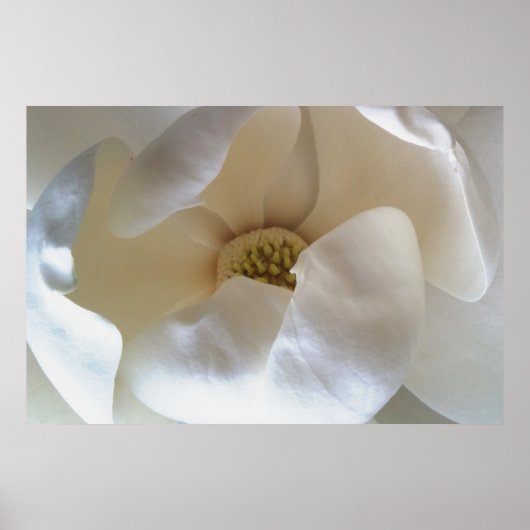 36" x 24" Magnolia-Poster, Wert mattes Poster (Vorne)