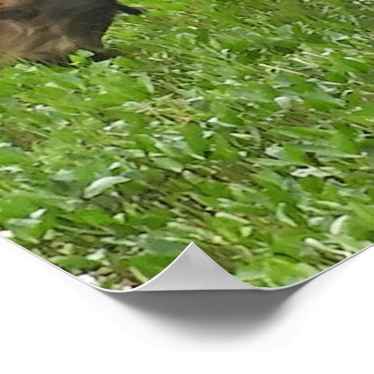 36x12 Plakatpapier (Matte) aus Elch Poster (Ecke)