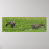 36x12 Plakatpapier (Matte) aus Elch Poster (Vorne)