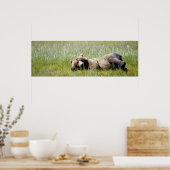36x12 Plakatpapier (Matte) aus Grizzlybär Poster (Küche)