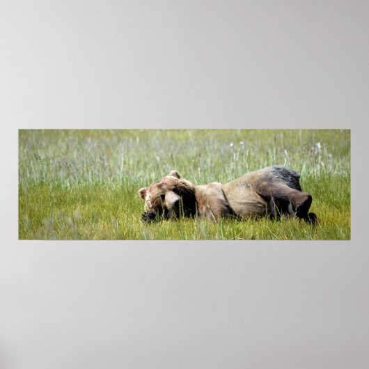 36x12 Plakatpapier (Matte) aus Grizzlybär Poster (Vorne)