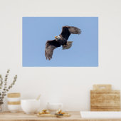 36x24 Adler im Flug Poster (Küche)