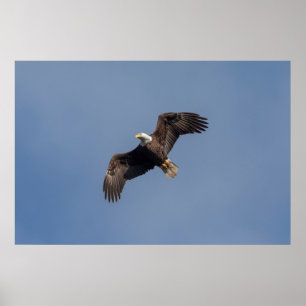 36x24 Bald-Adler im Flug Poster