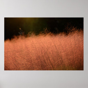 36x24 Pink Muhly Jeju-do Südkorea Fotoabzug Poster