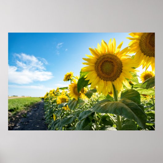 36x24-Wall-Poster Poster (Vorne)