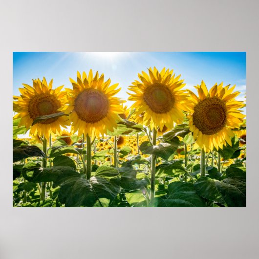 36x24-Wall-Poster Poster (Vorne)