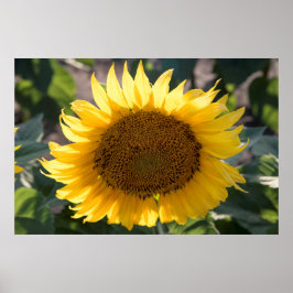 36x24-Wall-Poster Poster