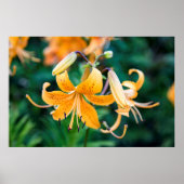 36x24-Wall-Poster Poster (Vorne)