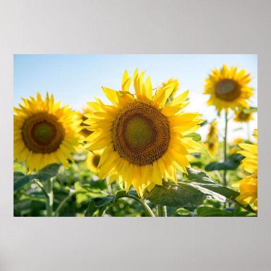 36x24-Wall-Poster Poster (Vorne)