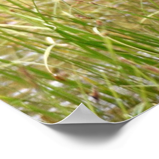 36x36 Plakatpapier (Matte) aus Elch Poster (Ecke)