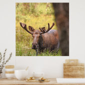 36x36 Plakatpapier (Matte) aus Elch Poster (Küche)