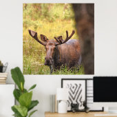 36x36 Plakatpapier (Matte) aus Elch Poster (Heimbüro)