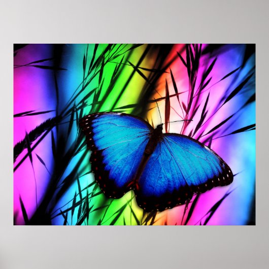 370729 RAINBOW DIGITAL BUTTERFLY REALISMUS BACKGRO POSTER (Vorne)