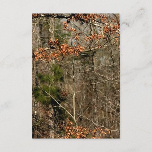 3.12x18 Empfang Card Deer Couple Dock Buck Camoufl Begleitkarte (Rückseite)