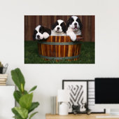 3 Adorable Saint Bernard Welpen in einem Barrel Poster (Heimbüro)
