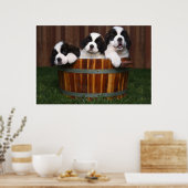 3 Adorable Saint Bernard Welpen in einem Barrel Poster (Küche)