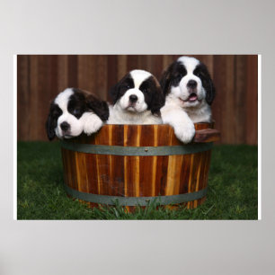 3 Adorable Saint Bernard Welpen in einem Barrel Poster