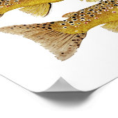 3 Bachforelle Poster (Ecke)