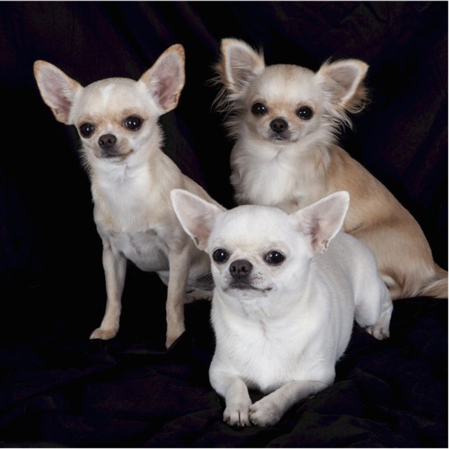 3 Chihuahua Fotoskulptur Schlüsselanhänger (Vorne)