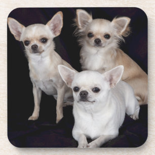 3 Chihuahua Getränkeuntersetzer